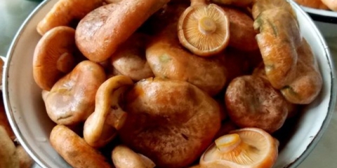 Suho soljenje gljiva: kako soliti, recepti